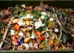 Fresh bio-waste and compost in the garden with white roses