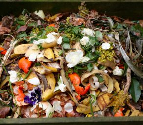 Fresh bio-waste and compost in the garden with white roses